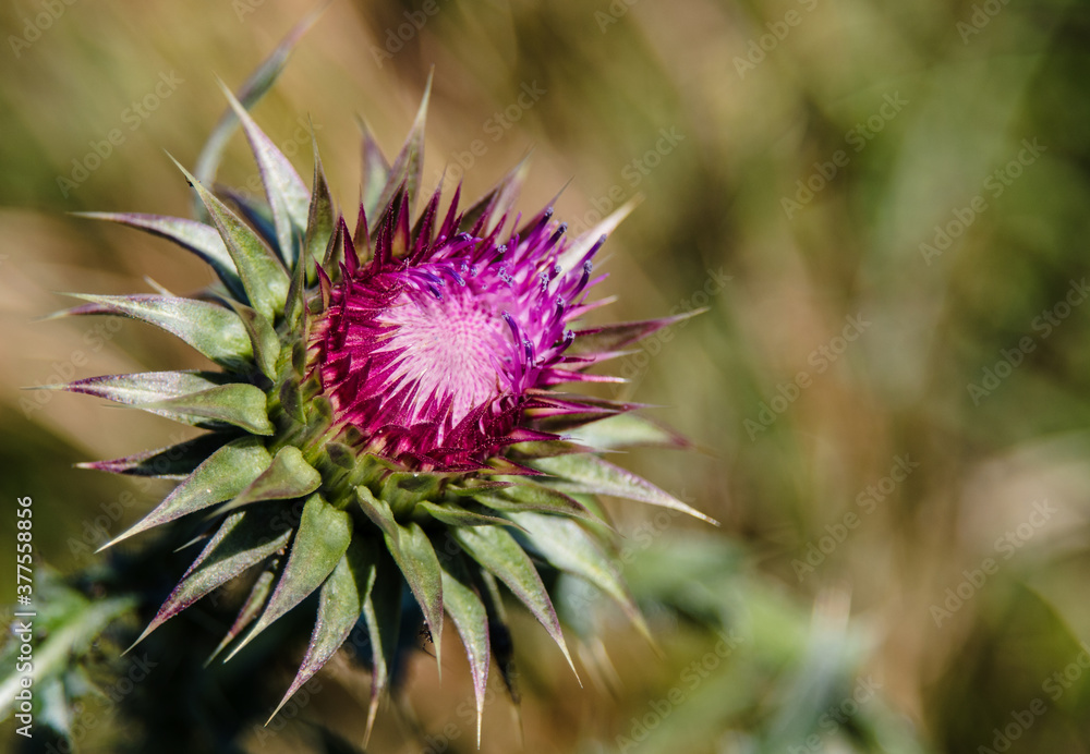 Purple thistle in the field. Wild flower with purple flower petals, with prickly thistles and green leaves, is blooming in the field. Purple thistle in the field. Wild flower with purple flower petals, with prickly thistles and green leaves, is blooming in the field.