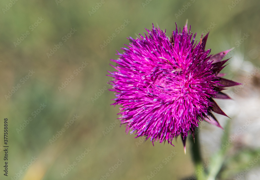Wild flower with pink flower petals, with prickly thistles and green leaves, on green background. Wild flower with pink flower petals, with prickly thistles and green leaves, on green background.