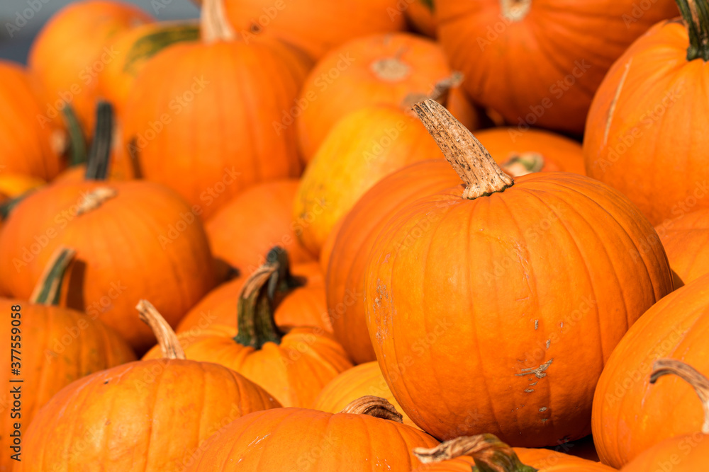 Kürbis, Heloween, Kürbissuppe, alle Kürbisarten Kürbis, Heloween, Kürbissuppe, alle Kürbisarten