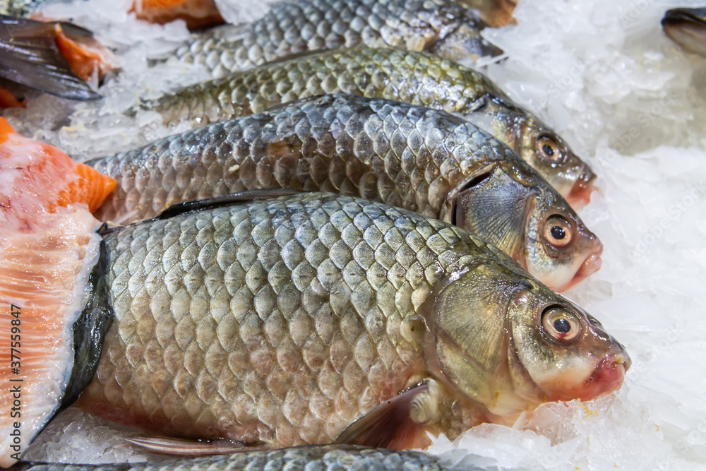 Gilt-head bream on bed of ice Gilt-head bream on bed of ice