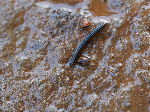 Tachypodoiulus niger | Iule, un mille pattes au corps cylindrique brun noir et brillant composé de nombreux anneaux et une tête portant deux petites antennes photo