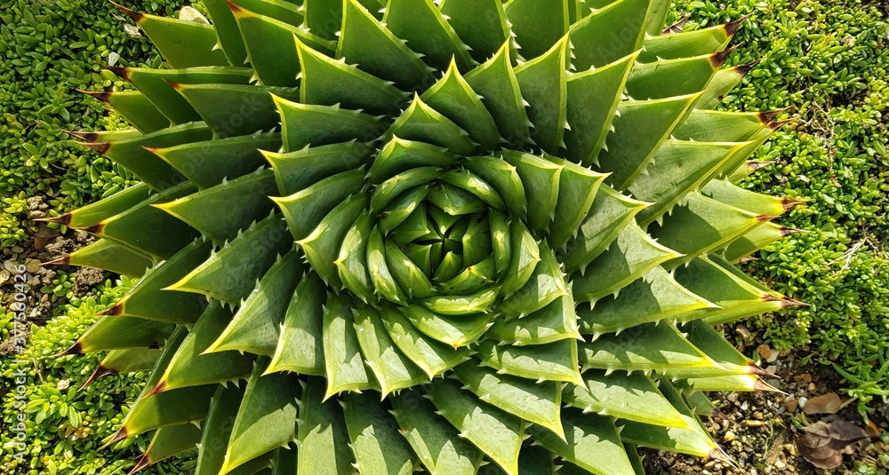 Obraz premium succulent