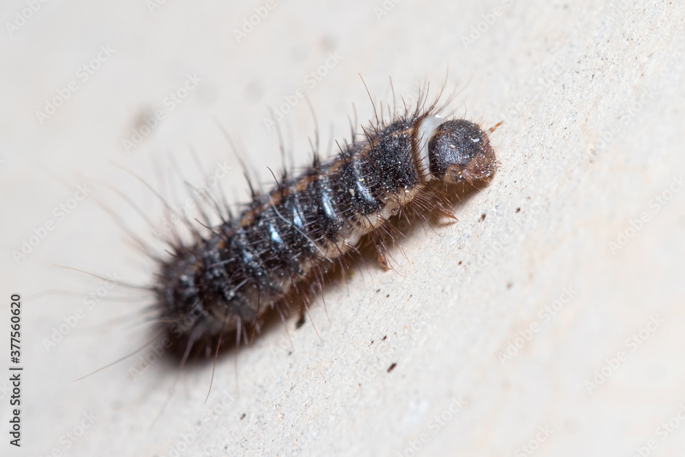 Anthrenus verbasci larvae climbs a concrete wall on a sunny day Anthrenus verbasci larvae climbs a concrete wall on a sunny day