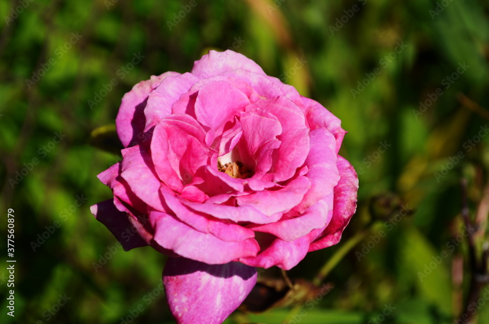 Pink delicate rose with green leaves in the garden. Pink delicate rose with green leaves in the garden.