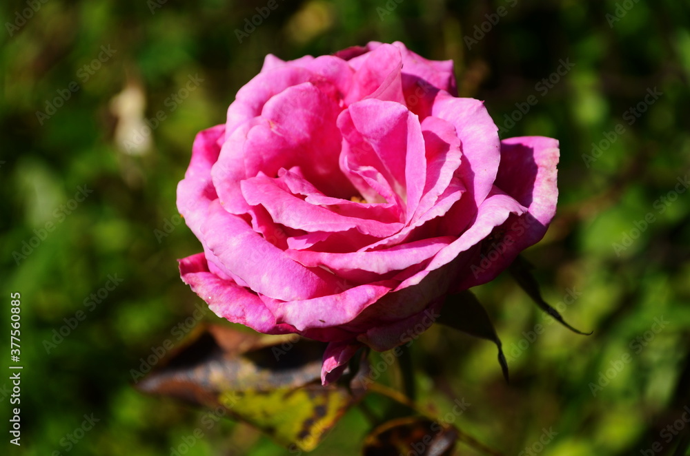 Fototapeta premium Pink delicate rose with green leaves in the garden.