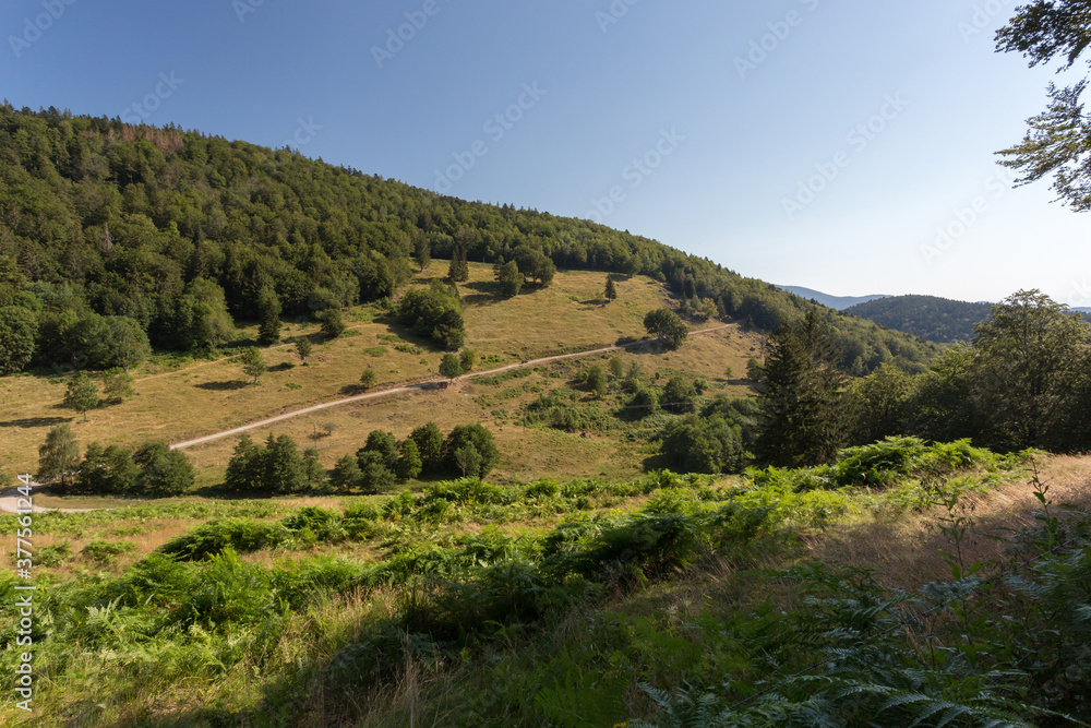 Fougère et pente dans le vallon en montagne Fougère et pente dans le vallon en montagne