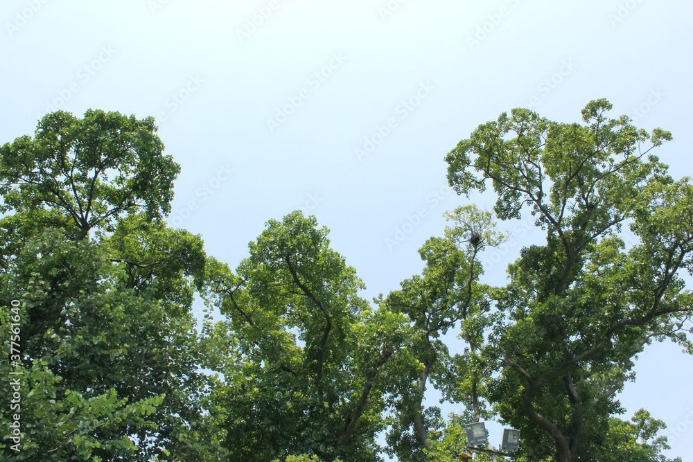green leaves against sky green leaves against sky