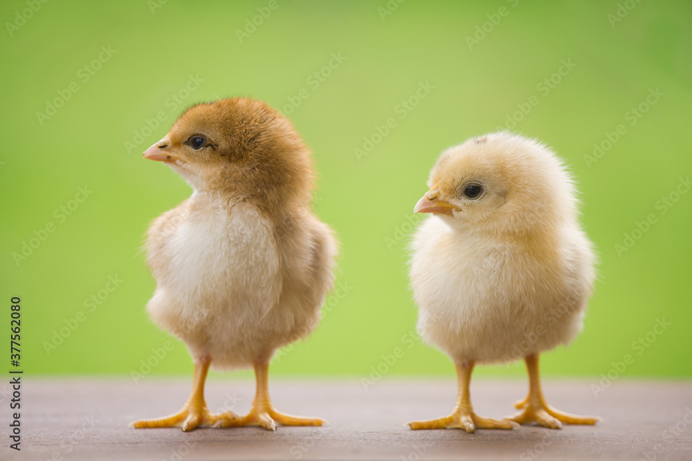 Close up adorable yellow and brown chicks on wooden floor and green background Close up adorable yellow and brown chicks on wooden floor and green background