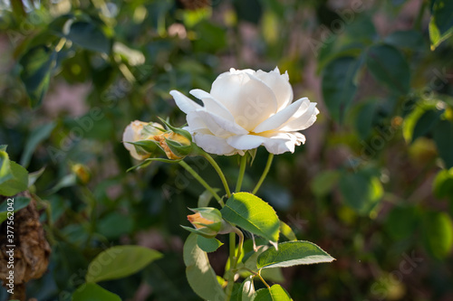 White Rose