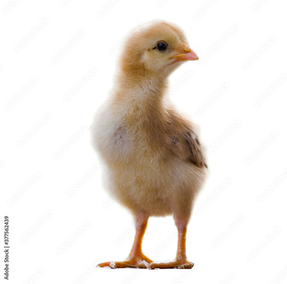 Close up baby chicken or chick isolated on white background for decoration Close up baby chicken or chick isolated on white background for decoration