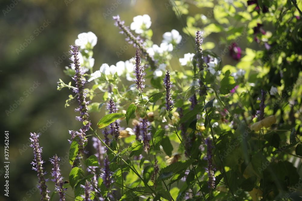 Pflanze Duftnessel (Agastache) mit blauen Blüten und weiße Malven (Malva) als Close up. Pflanze Duftnessel (Agastache) mit blauen Blüten und weiße Malven (Malva) als Close up.