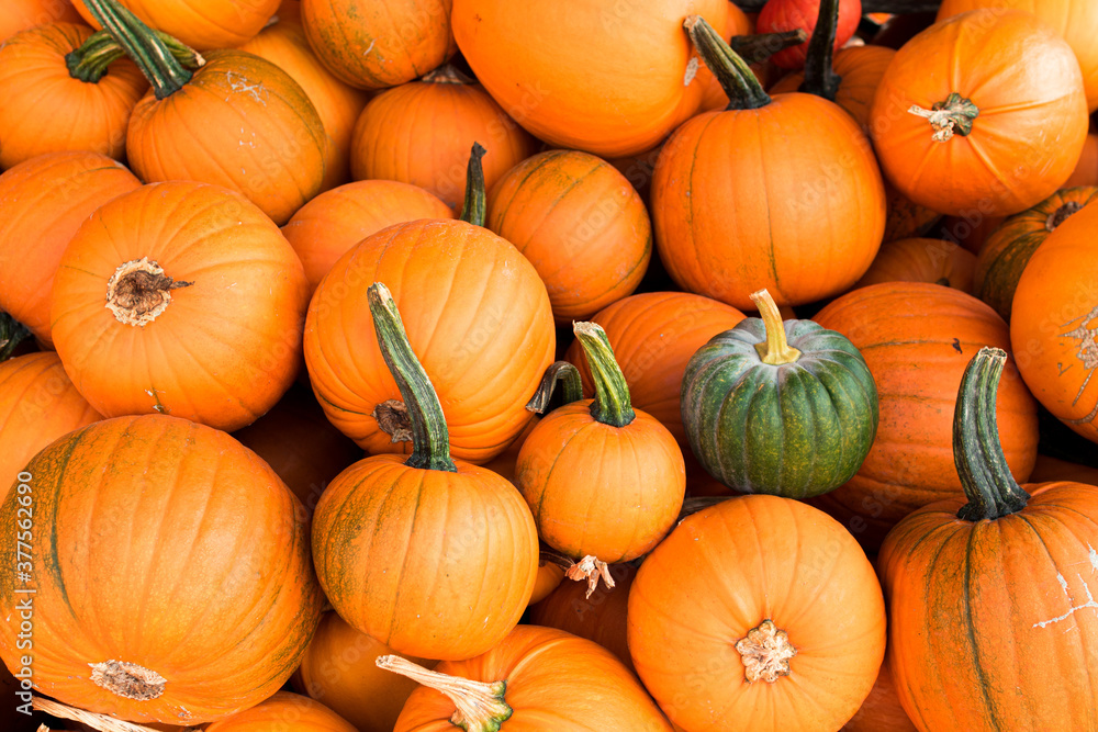 Kürbis, Heloween, Kürbissuppe, alle Kürbisarten Kürbis, Heloween, Kürbissuppe, alle Kürbisarten