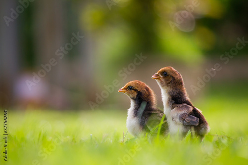 Brown baby chicken on the grass