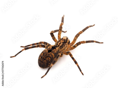 Mediterranean spiny false wolf spider isolated on white background, Zoropsis spinimana