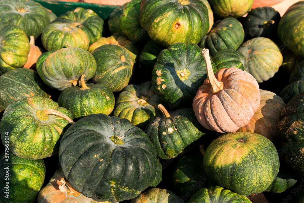 Kürbis, Heloween, Kürbissuppe, alle Kürbisarten