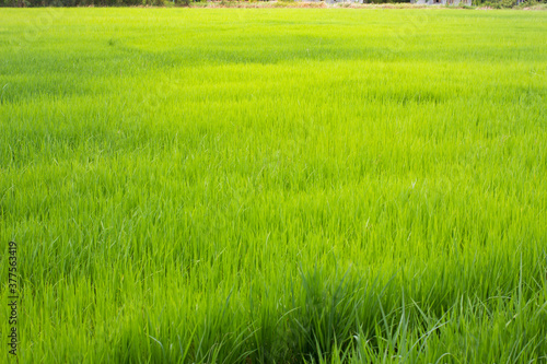Rice field in the morning