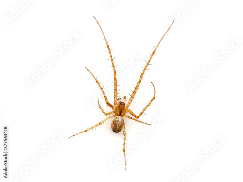 Common orb weaver spider isolated on white background, Metellina sp.