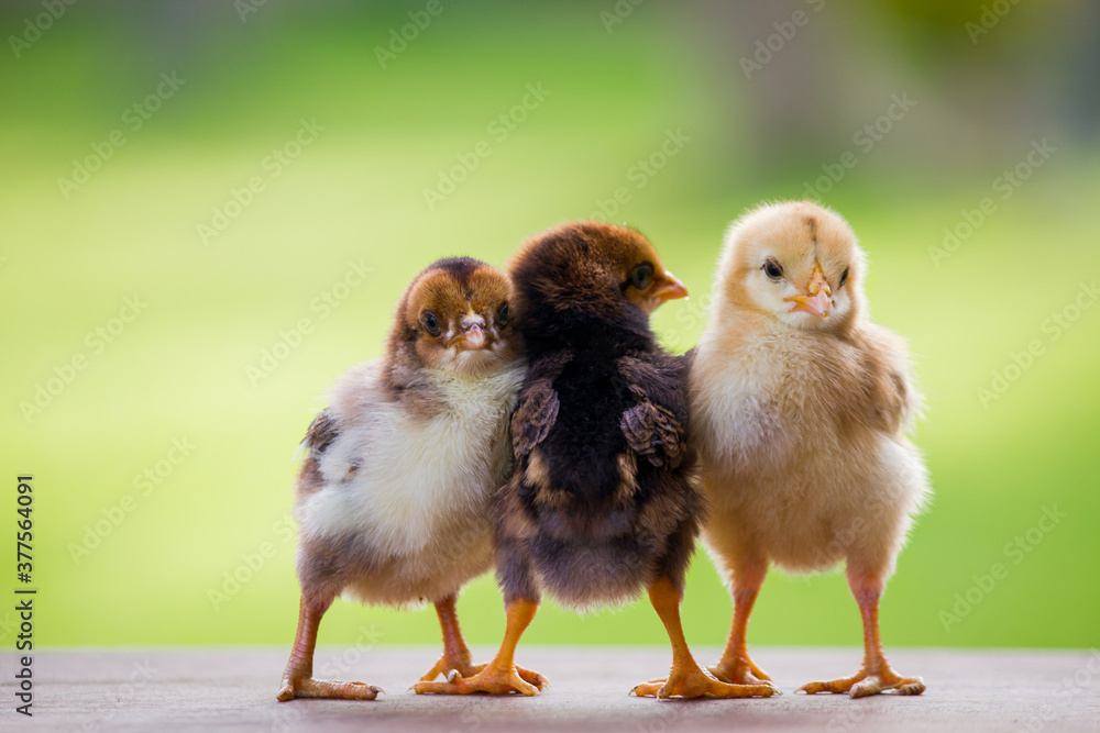 Adorable baby chicken or chick friends on natural background for concept design and decoration - obrazy, fototapety, plakaty 