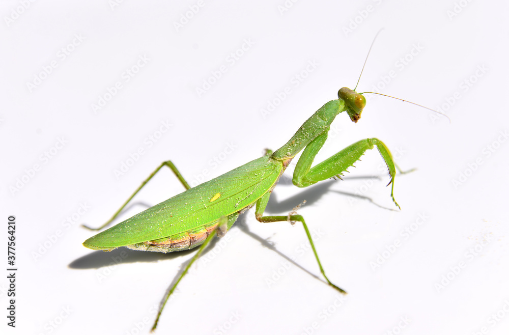 praying mantis on a green background praying mantis on a green background
