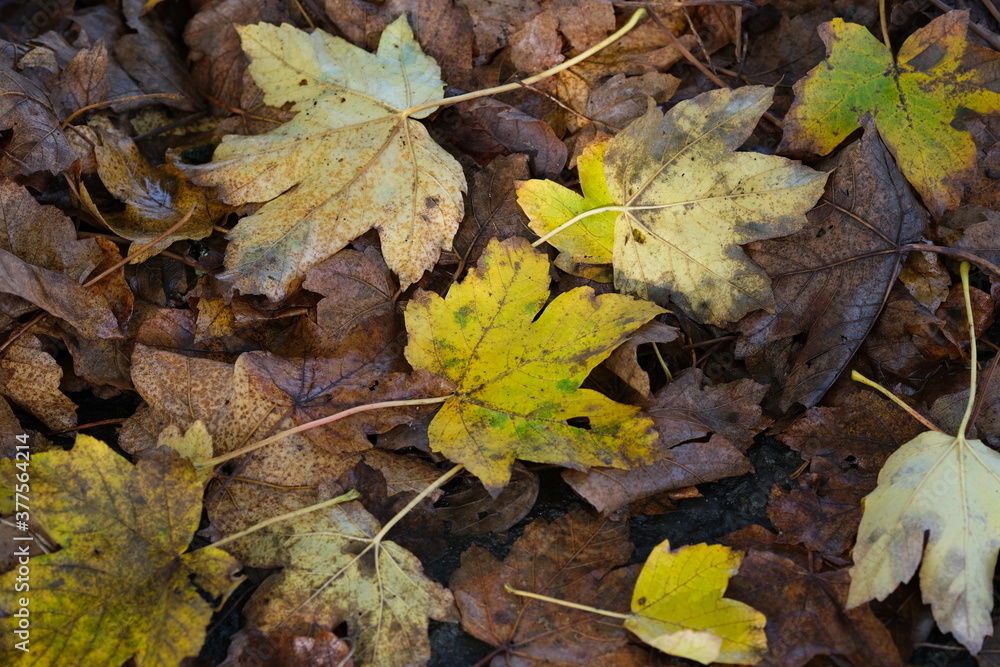 Bunte Herbstblätter auf  Waldboden