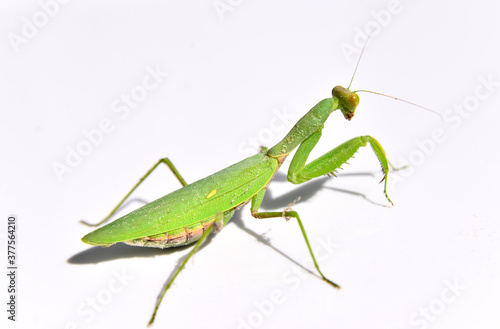 praying mantis on a green background © nizami