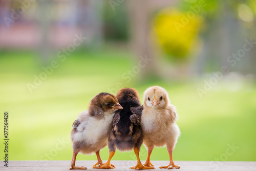Fotografia Beautiful baby chicken or chick friends on natural background for concept design