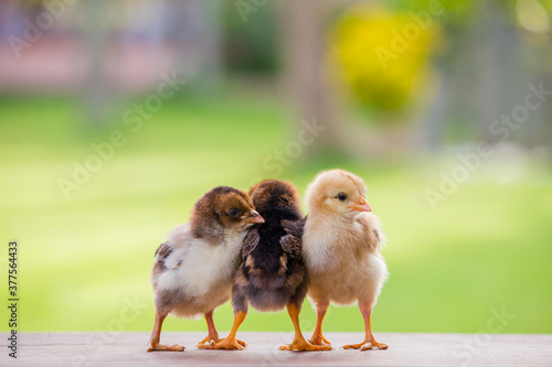 Three baby chick on the farm and on natural background