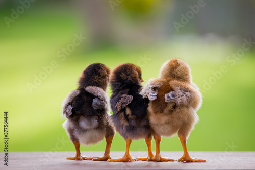 Fototapeta Close up baby chicks on the farm from the back and natural background for the co