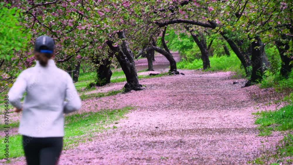 Myriad of fallen Cherry petals cover the footpath under the rows of Cherry trees in the rainy morning at Central Park New York City NY USA on May 05 2019. Young woman runs on the myriad of fallen Cher Myriad of fallen Cherry petals cover the footpath under the rows of Cherry trees in the rainy morning at Central Park New York City NY USA on May 05 2019. Young woman runs on the myriad of fallen Cher