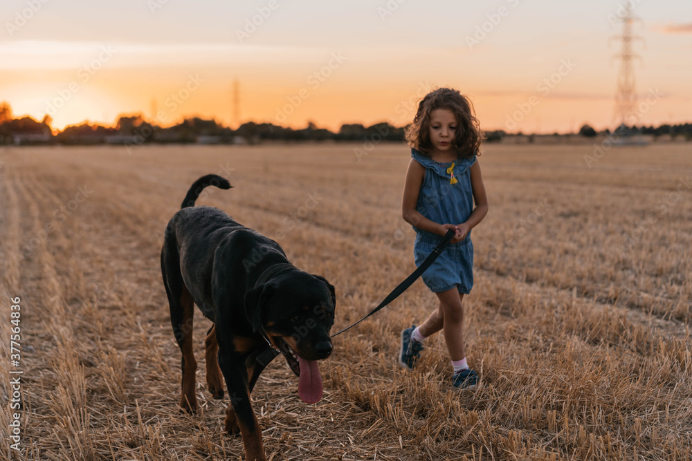 Young blonde girl walking her dog in the field during sunset Young blonde girl walking her dog in the field during sunset