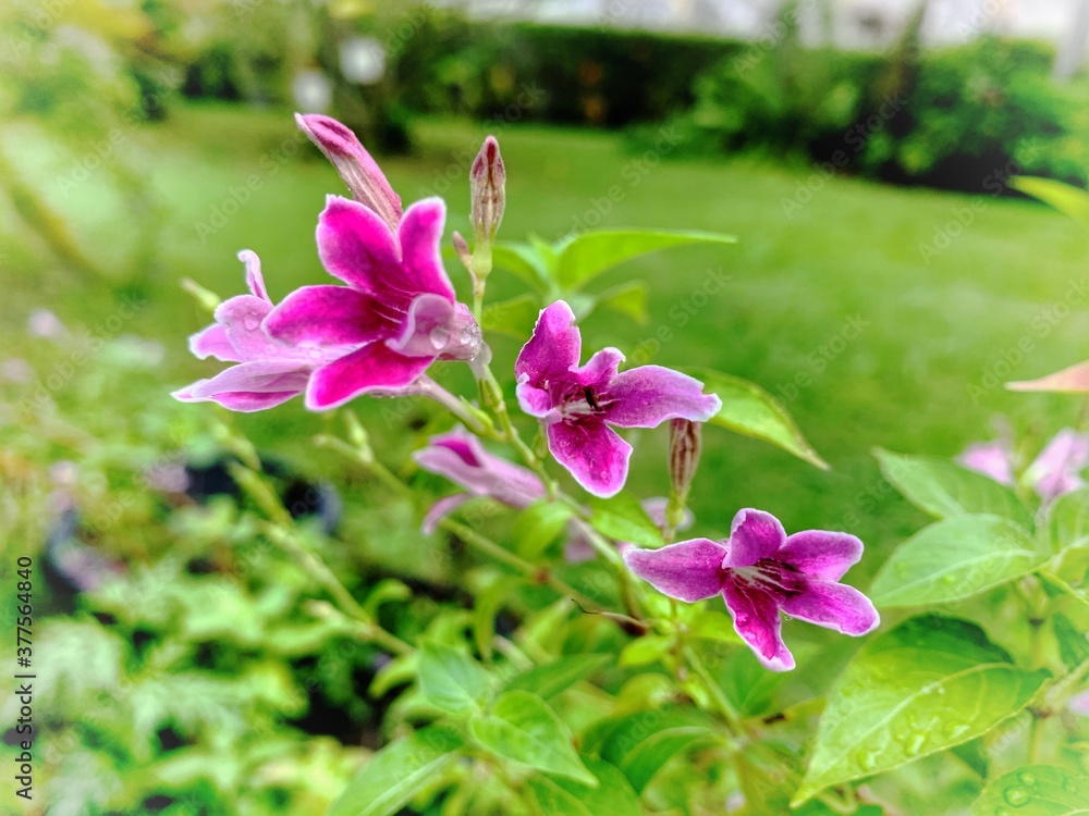 purple orchid in garden purple orchid in garden