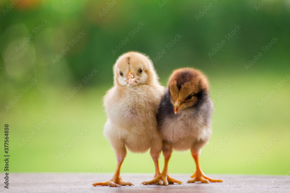 Two baby chicken on the farm