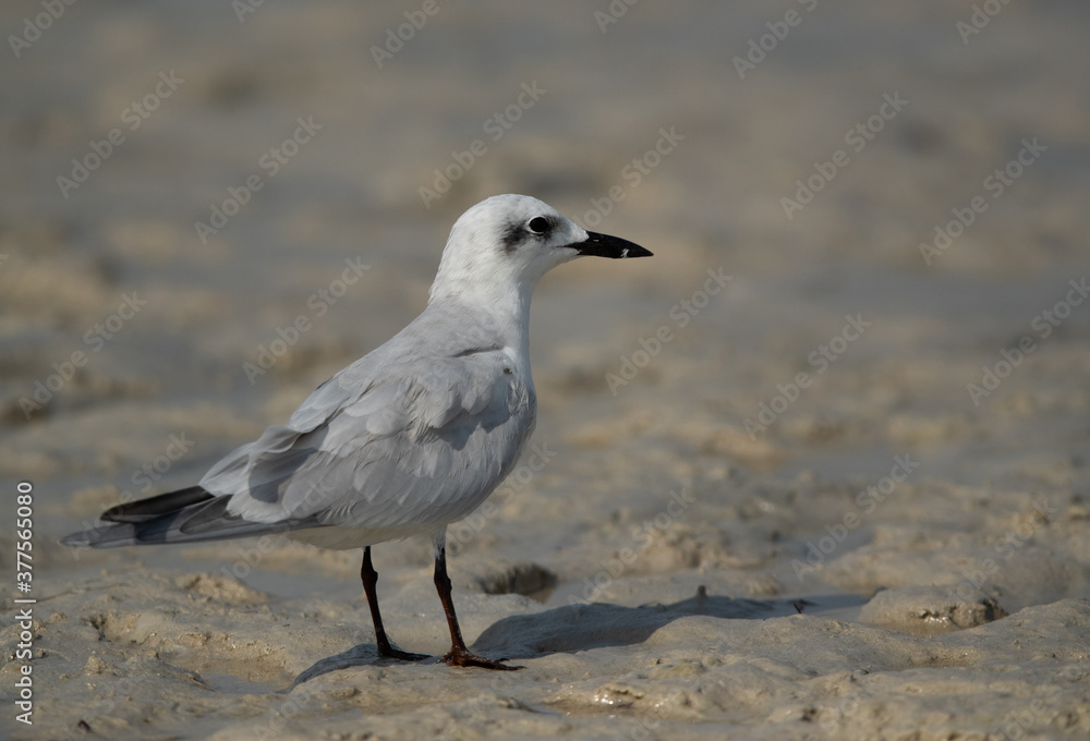 Gull-billed tern at Busaiteen coast, Bahrain Gull-billed tern at Busaiteen coast, Bahrain