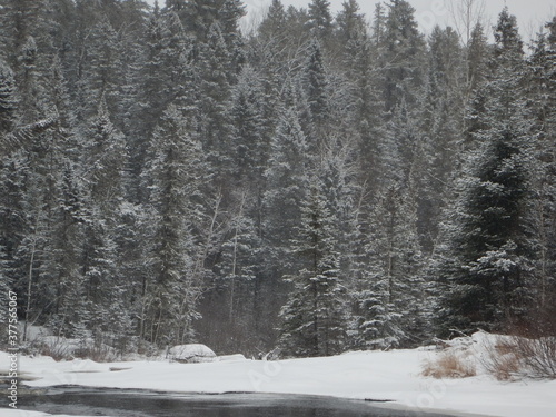 snow covered trees in winter near a frozen river