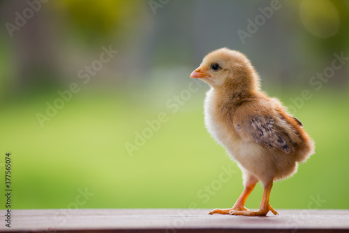 Baby chicken on the farm and on natural background