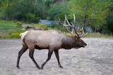 Bull Elk Evergreen Colorado