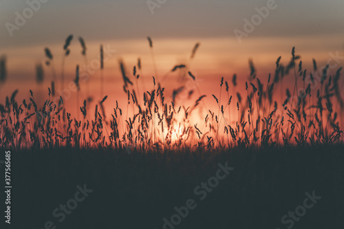 sunset in the grass