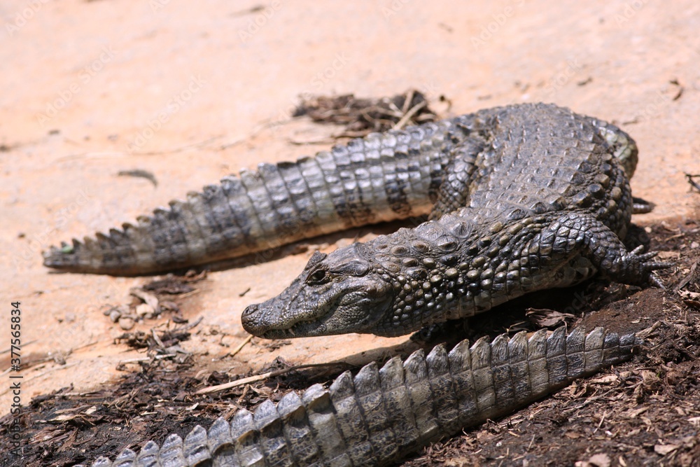 Fototapeta premium Crocodilo
