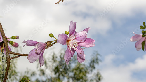 Silk Floss Tree of the species Ceiba speciosa photo