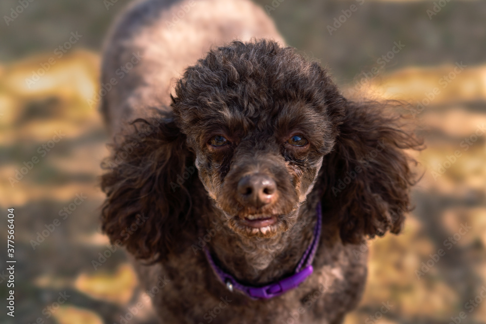 brown french poodle portrait with collar brown french poodle portrait with collar