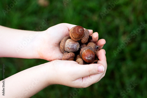 Child's hands with acorns, on a bright green background