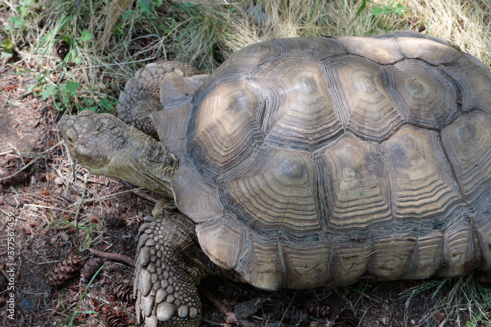 Obraz premium tortoise in the grass