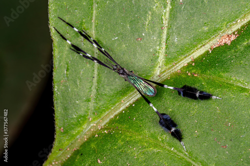 Limoniid Crane Fly of the Genus Molophilus photo