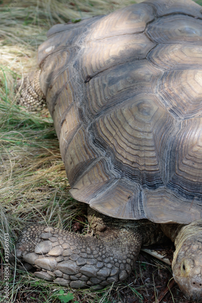 Obraz premium tortoise