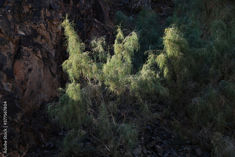 Obraz premium Shrubs grow along the gorge in the Charyn canyon.