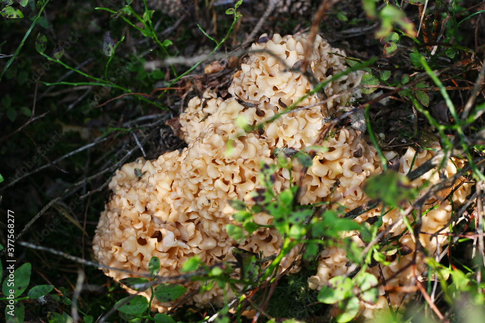 Krause Glucke, Fette Henne (Sparassis crispa) schmackhafter Waldpilz an alten Bäumen zu finden (Todholz), Gourmet Pilz, essbarer Speisepilz Krause Glucke, Fette Henne (Sparassis crispa) schmackhafter Waldpilz an alten Bäumen zu finden (Todholz), Gourmet Pilz, essbarer Speisepilz