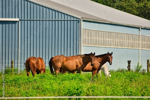 horses in a field © Edymar