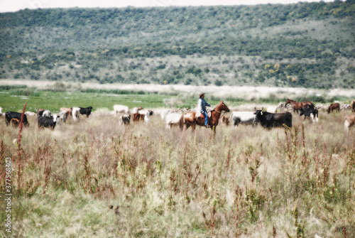 herd of cows in a field