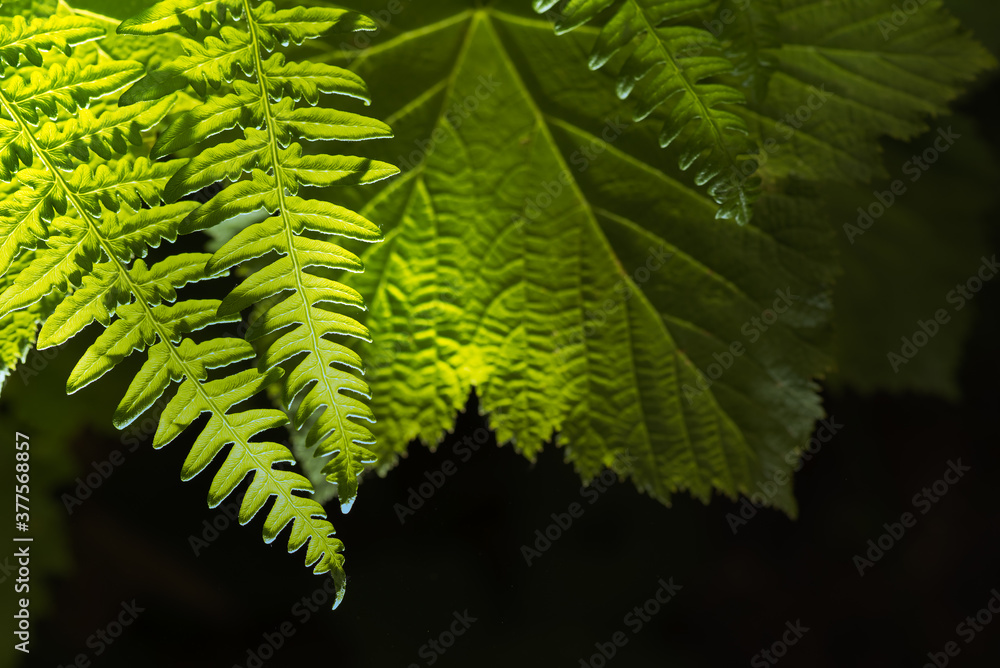 Close up of the fern and raspberry leaves illuminated by sun on the black background. Close up of the fern and raspberry leaves illuminated by sun on the black background.