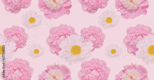 Peonies spring pattern on pink.